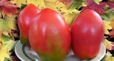 Charakteristika a popis odrůdy rajčat mashenka, produktivita